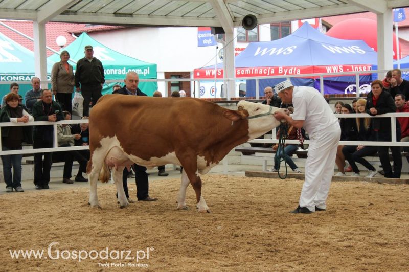Prezentacja Championów na VII Ogólnopolskiej Wystawie Bydła Hodowlanego w Sielinku 2012