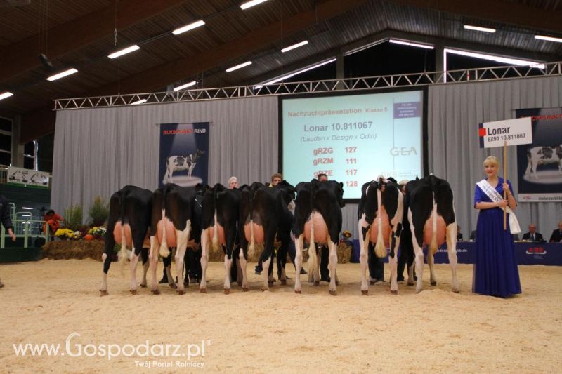 Wystawa  Blickpunkt Rind 2013 w miejscowości Paaren/Glien (Niemcy)