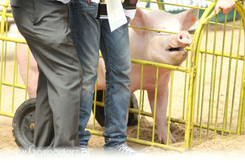 Zielone AGRO SHOW – POLSKIE ZBOŻA 2014 w Sielinku - niedziela