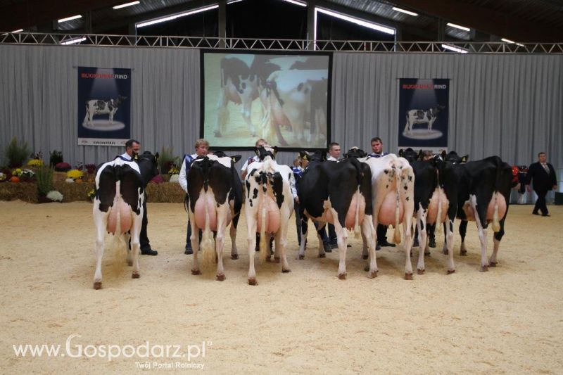 Wystawa  Blickpunkt Rind 2013 w miejscowości Paaren/Glien (Niemcy)