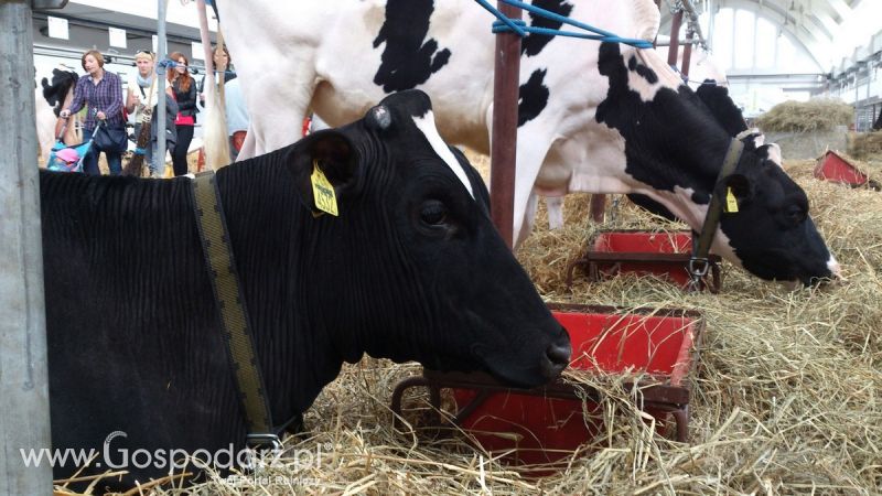 KWZH 2015. Bliskie spotkania ze zwierzętami hodowlanymi