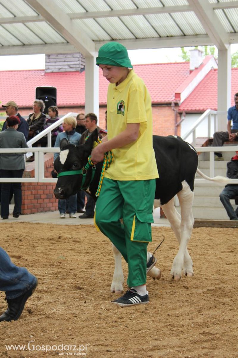Mali Hodowcy VII Ogólnopolska Wystawa Bydła Hodowlanego w Sielinku 2012