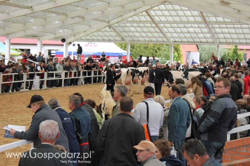 VII Ogólnopolska Wystawa Bydła Hodowlanego - Sielinko 2012