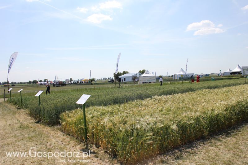 Polskie Zboża 2011 - Sobota