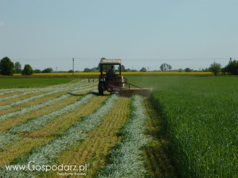 Akcjia Żyto 2011 z MrZgredy;)