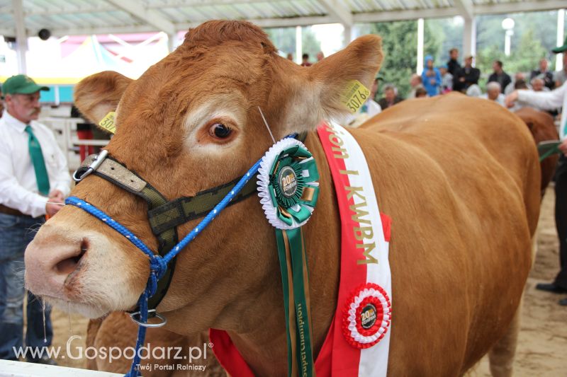 I Krajowa Wystawa Bydła Mięsnego w Sielinku - niedziela