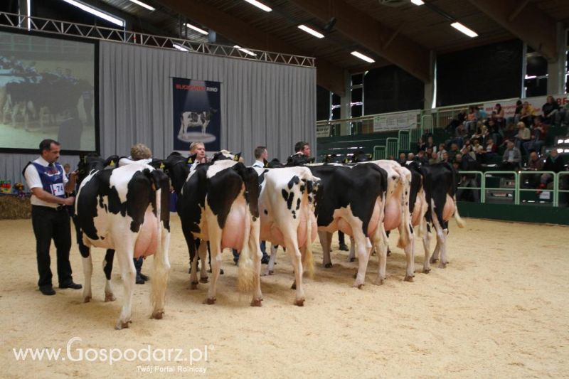 Wystawa  Blickpunkt Rind 2013 w miejscowości Paaren/Glien (Niemcy)