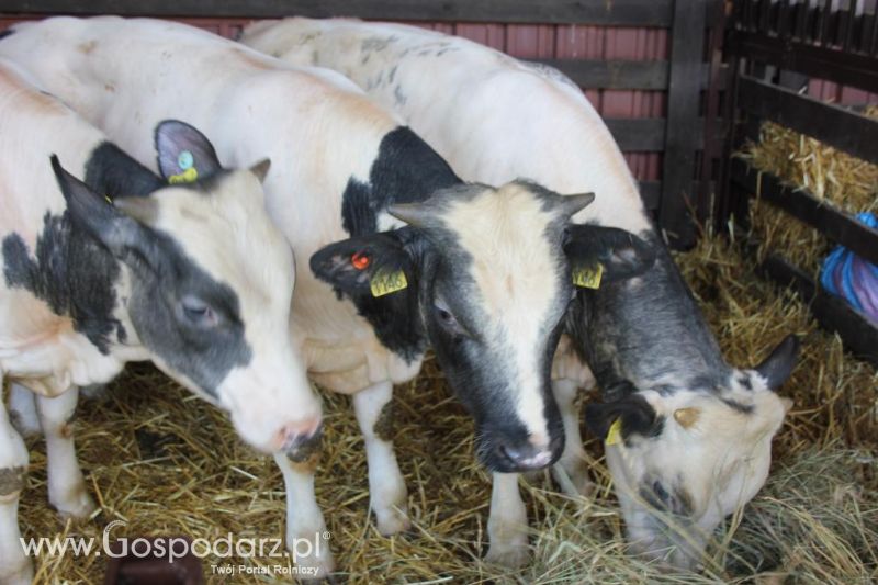 Regionalna Wystawa Zwierząt Hodowlanych i Dni z Doradztwem Rolniczym w Szepietowie-sobota