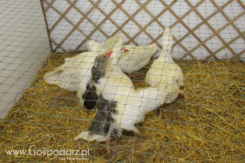 XXVI Krajowa Wystawa Zwierząt Hodowlanych - piątek