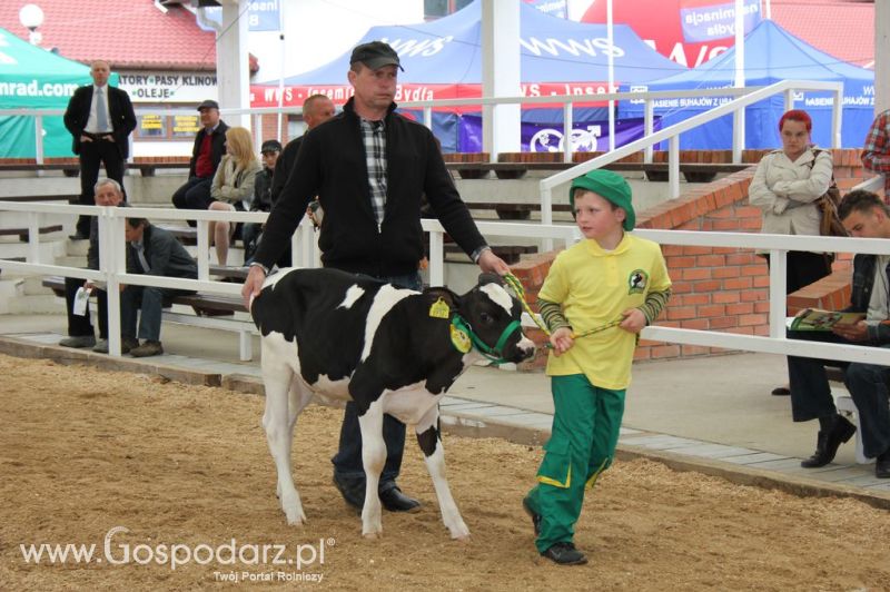 Mali Hodowcy VII Ogólnopolska Wystawa Bydła Hodowlanego w Sielinku 2012
