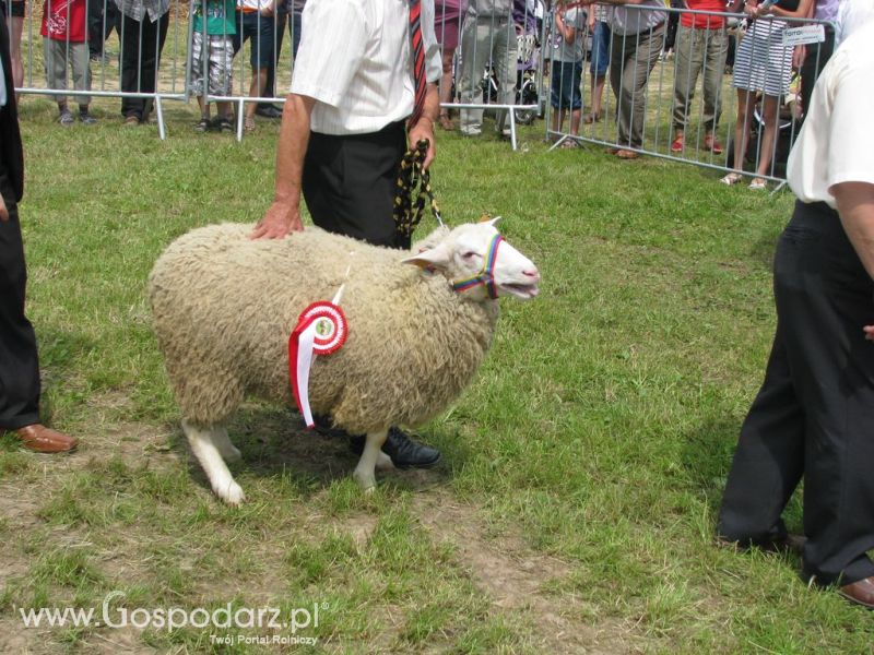 Owce- Szepietowo 2012 XIX Regionalna Wystawa Zwierząt Hodowlanych