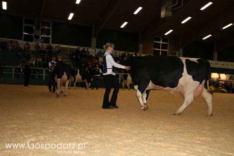 Wystawa  Blickpunkt Rind 2013 w miejscowości Paaren/Glien (Niemcy)