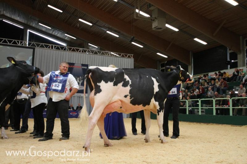 Wystawa  Blickpunkt Rind 2013 w miejscowości Paaren/Glien (Niemcy)