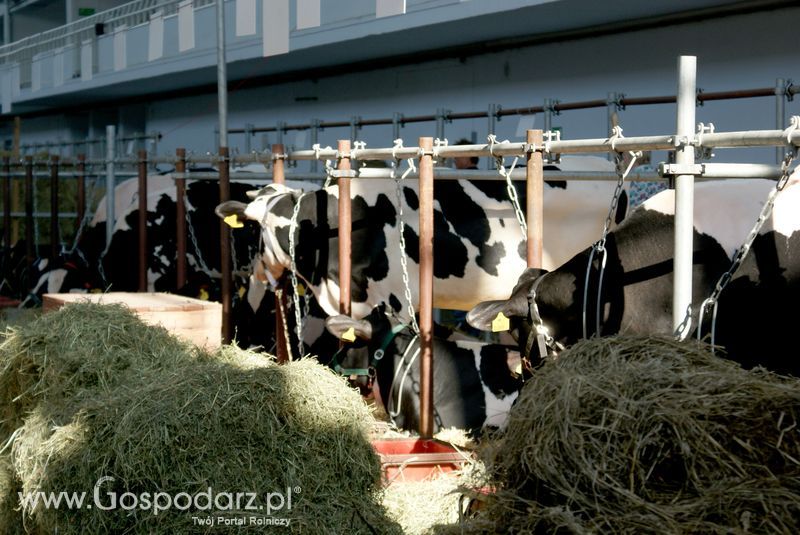 Bydło mleczne na XXV Krajowej Wystawie Zwierząt Hodowlanych