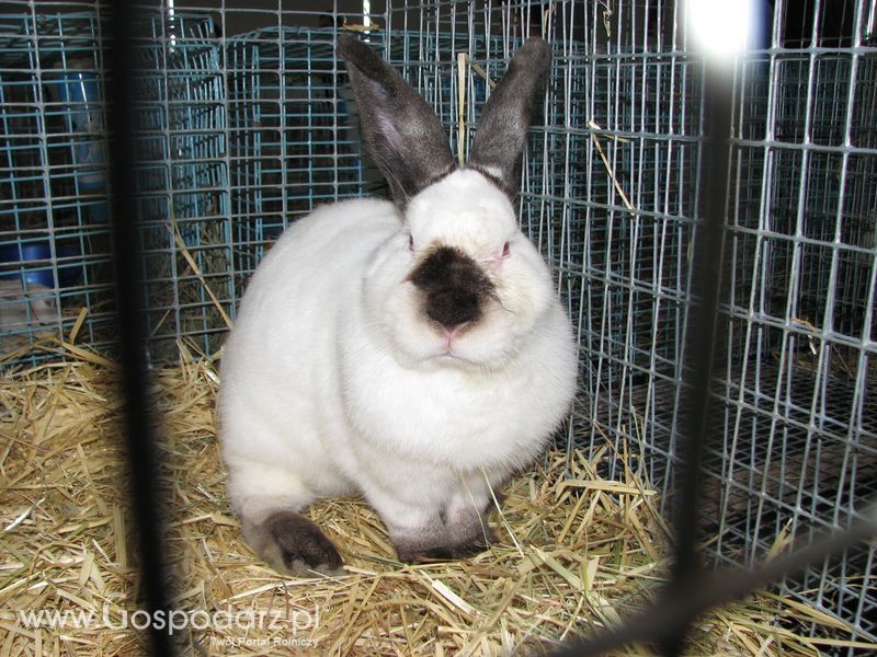 Króliki, nutrie, lisy, norki i inne futerkowe zwierzęta na XXV KWZH