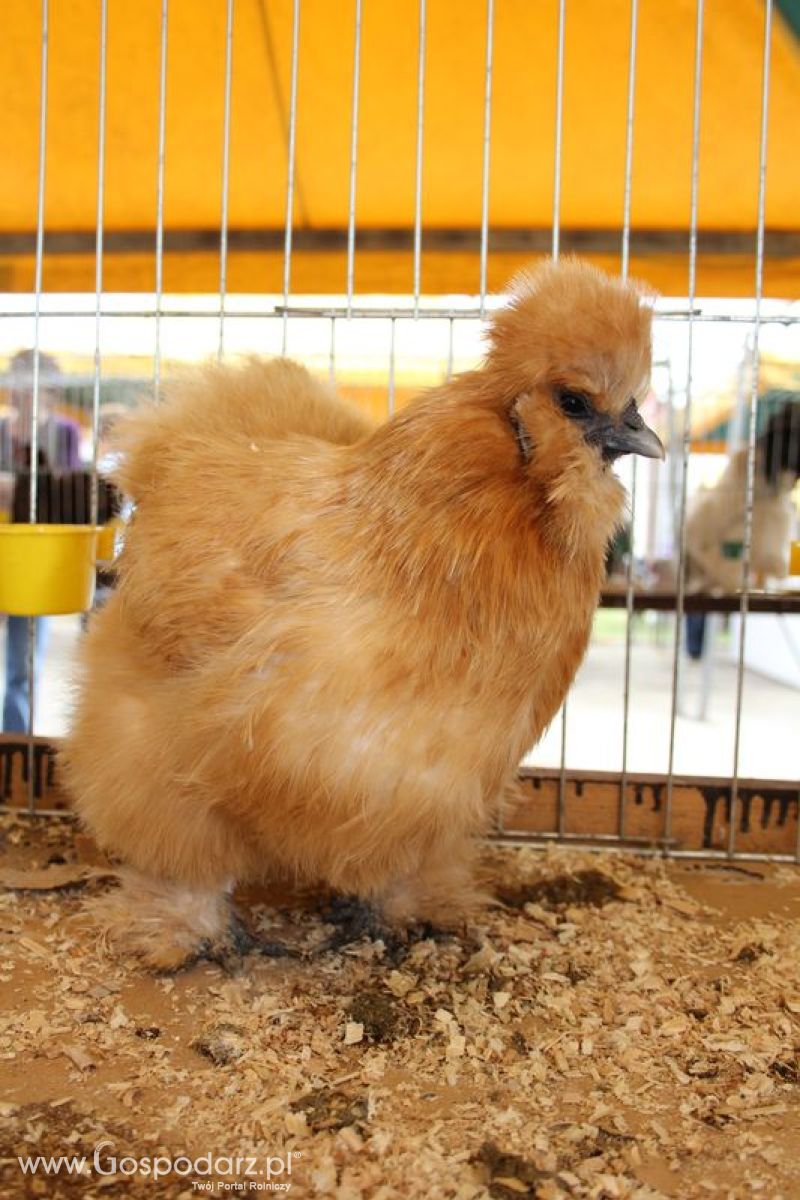 Wielkopolskie Targi Rolnicze „Sielinko 2011”  - Sobota