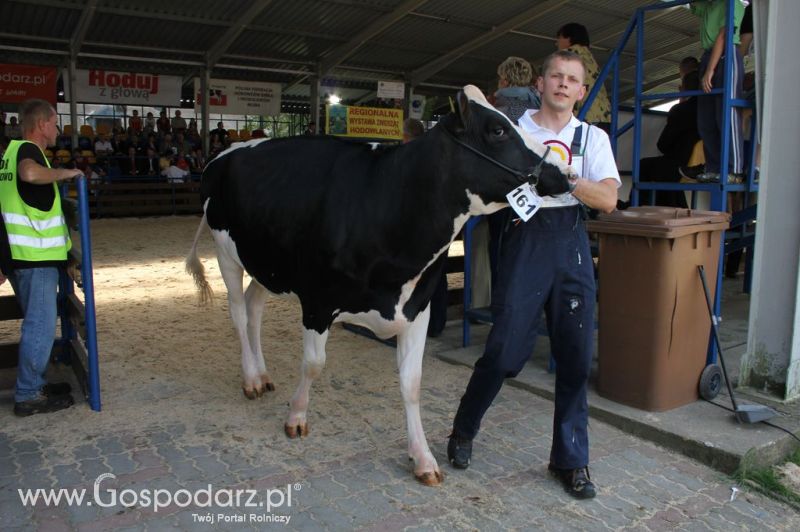 Bydło - Szepietowo 2012 XIX Regionalna Wystawa Zwierząt Hodowlanych