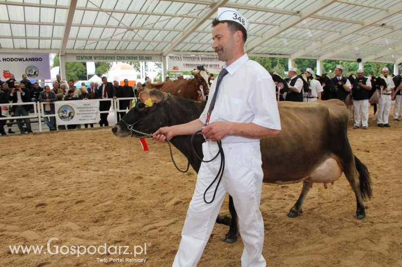 Prezentacja Championów na VII Ogólnopolskiej Wystawie Bydła Hodowlanego w Sielinku 2012
