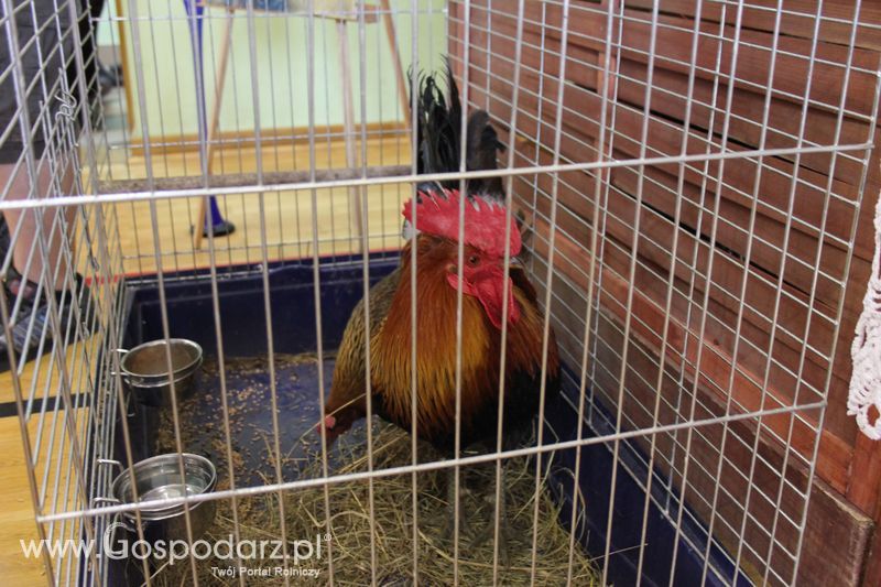 XIV Spotkania Tradycji Wielkanocnych Ziemi Kłodzkiej