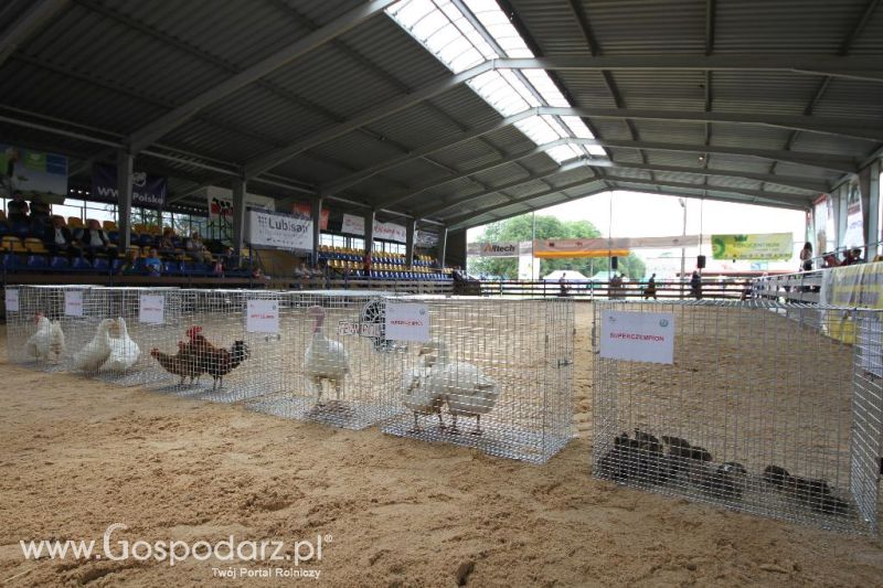 VIII Ogólnopolska Wystawa Bydła Hodowlanego, XXI Regionalna Wystawa Zwierząt Hodowlanych i Dni z Doradztwem Rolniczym w Szepietowie