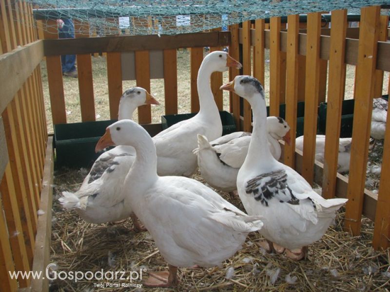 Krajowa Wystawa Ras Rodzimych Rudawka Rymanowska 2012 dzień 2