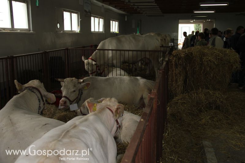 I Krajowa Wystawa Bydła Mięsnego w Sielinku - niedziela