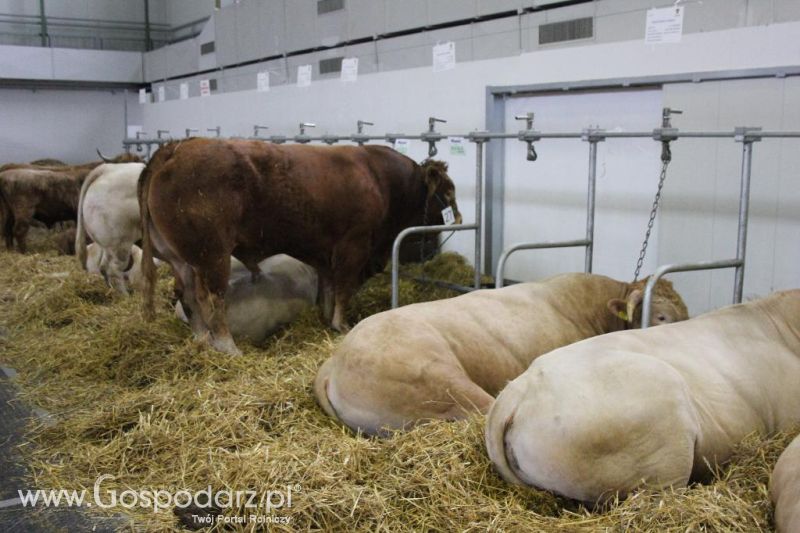 XXVI Krajowa Wystawa Zwierząt Hodowlanych - piątek
