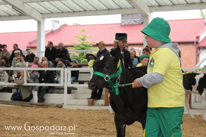 Mali Hodowcy VII Ogólnopolska Wystawa Bydła Hodowlanego w Sielinku 2012