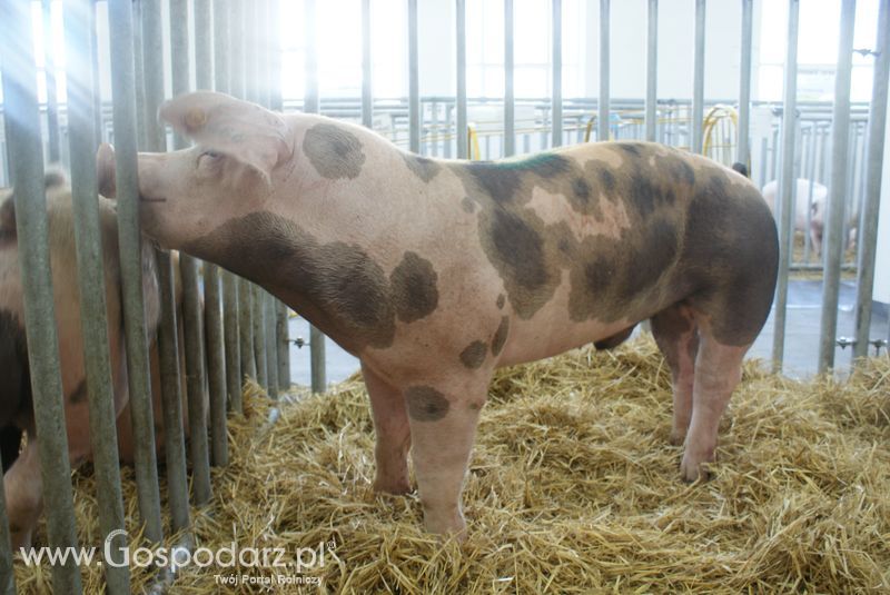 Lochy, knury na XXV Krajowej Wystawie Zwierząt Hodowlanych