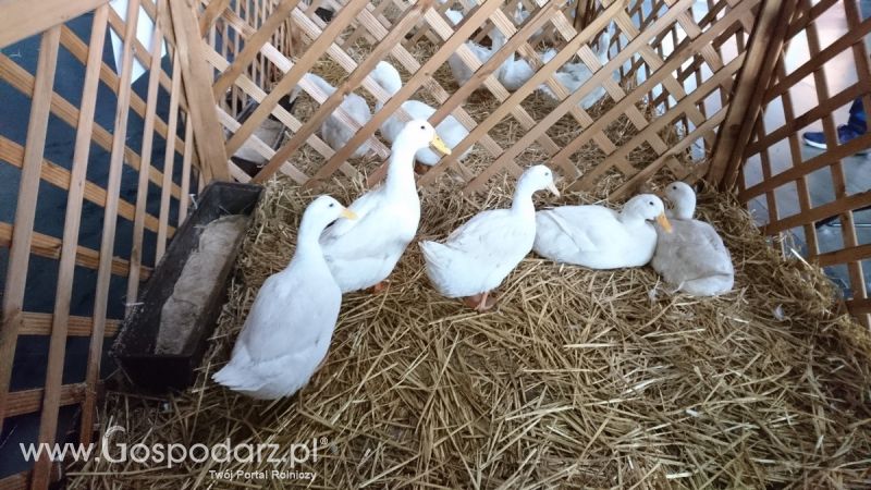 Narodowa Wystawa Zwierząt Hodowlanych 2019