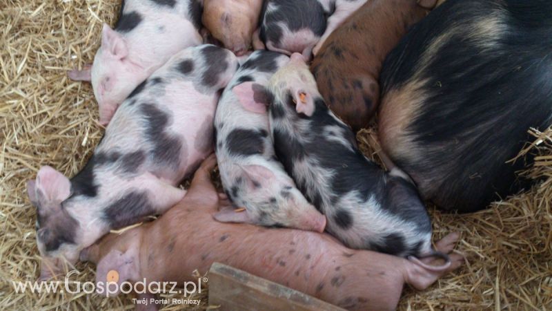 KWZH 2015. Bliskie spotkania ze zwierzętami hodowlanymi