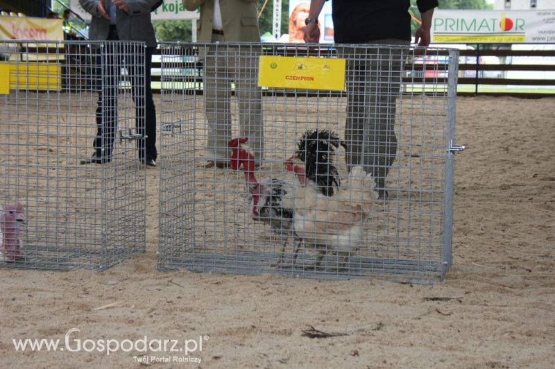 Drób - Szepietowo 2012 XIX Regionalna Wystawa Zwierząt Hodowlanych