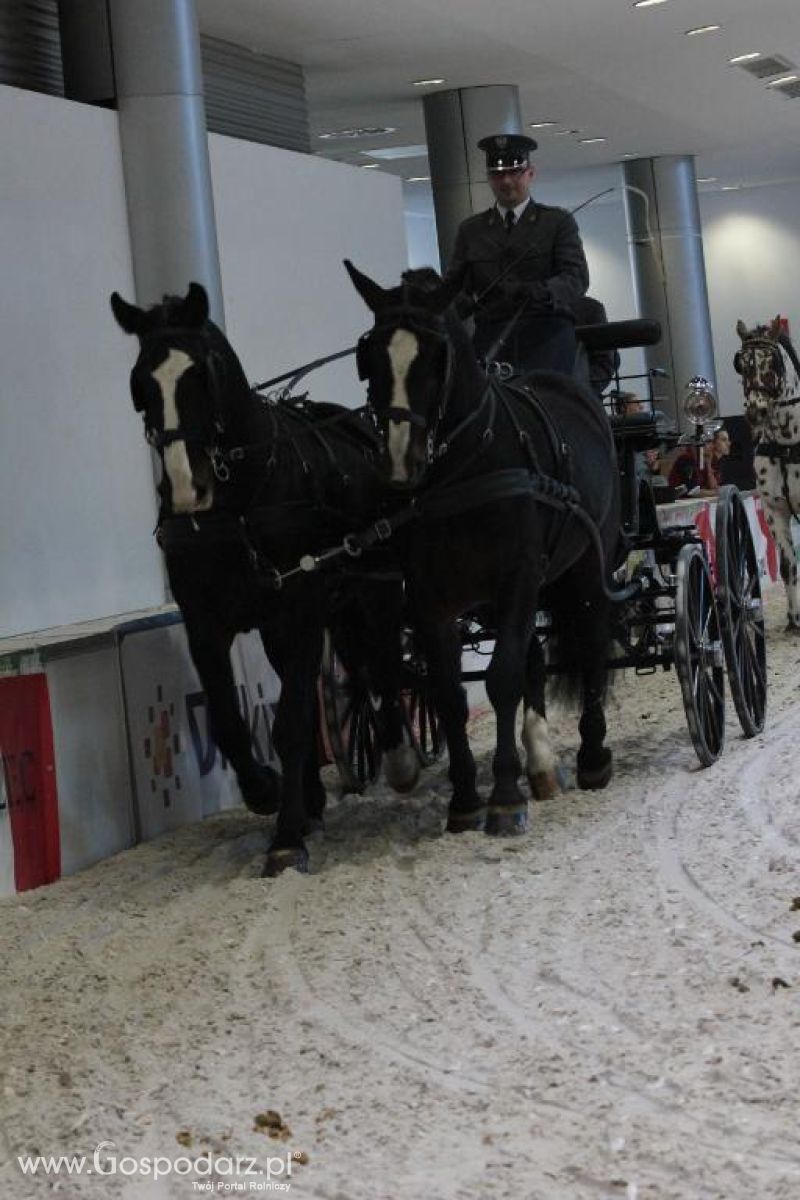 CAVALIADA 2013 w Poznaniu