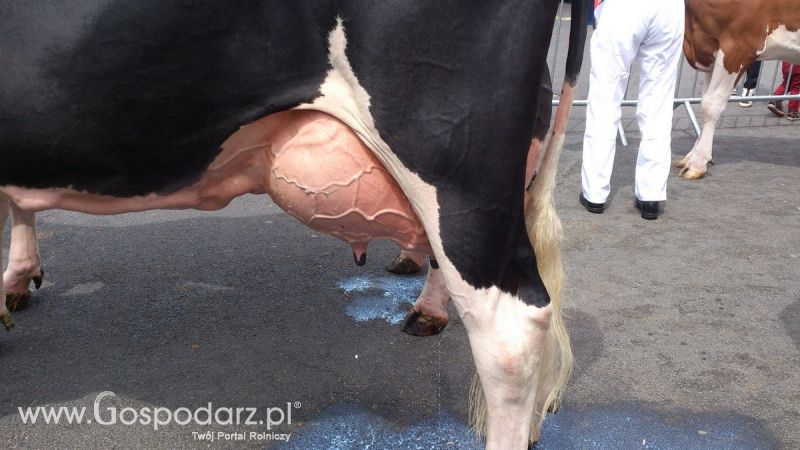 KWZH 2015. Bliskie spotkania ze zwierzętami hodowlanymi