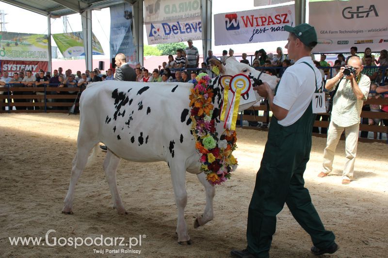 Bydło - Szepietowo 2012 XIX Regionalna Wystawa Zwierząt Hodowlanych