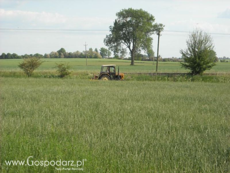 pierwsze sianokosy w roli głownej ursus c330M...
