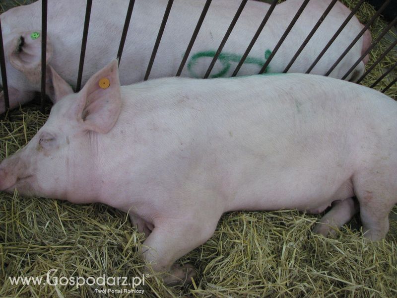 Lochy, knury na XXV Krajowej Wystawie Zwierząt Hodowlanych