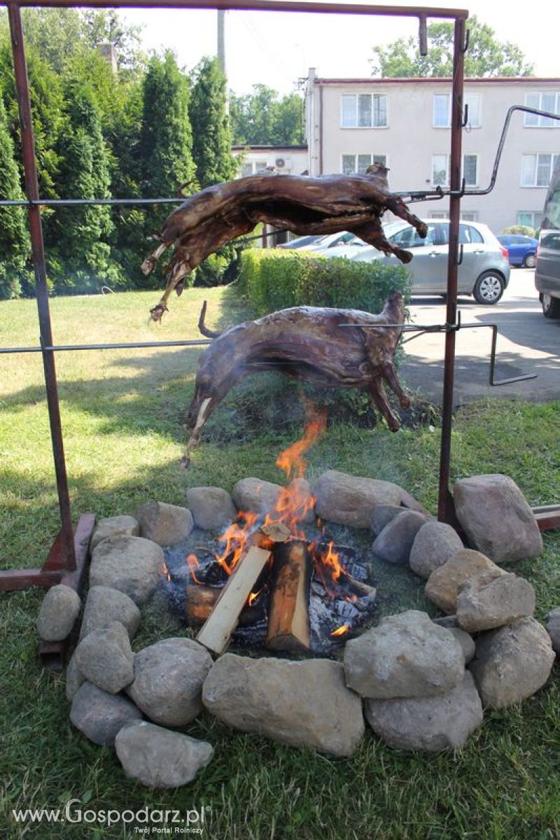 XVIII Regionalna Wystawa Zwierząt Hodowlanych i Dni z Doradztwem Rolniczym w Szepietowie - Sobota