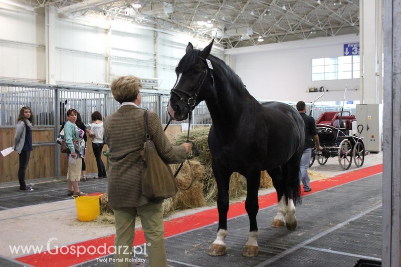 XXV Krajowa Wystawa Zwierząt Hodowlanych Niedziela