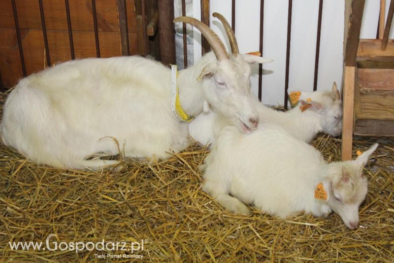 XXVI Krajowa Wystawa Zwierząt Hodowlanych - piątek