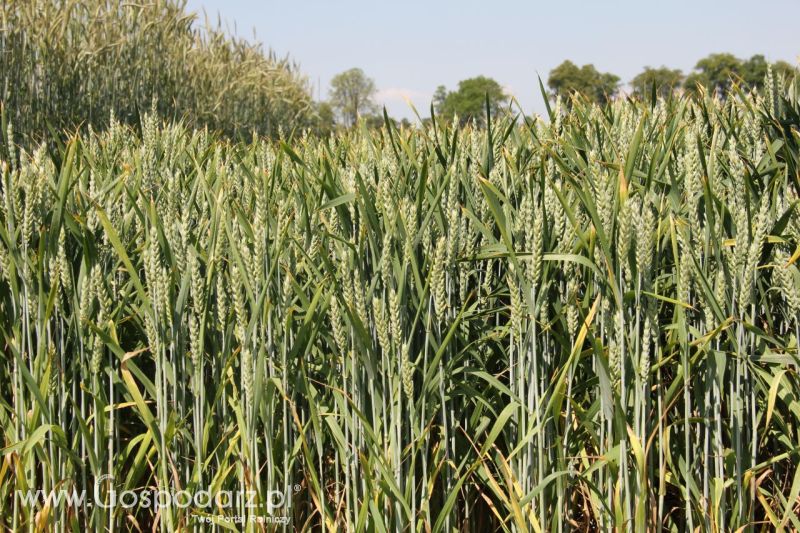 Zielone AGRO SHOW – POLSKIE ZBOŻA 2014 w Sielinku - niedziela