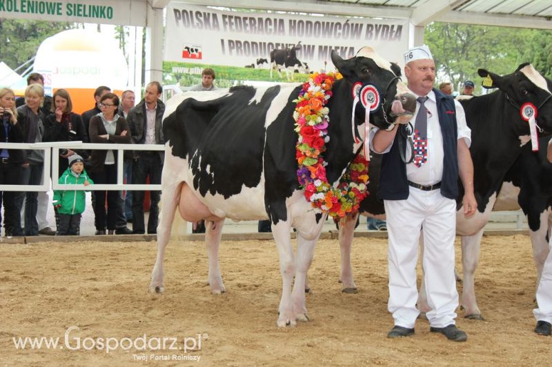 Prezentacja Championów na VII Ogólnopolskiej Wystawie Bydła Hodowlanego w Sielinku 2012