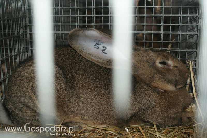 Króliki, nutrie, lisy, norki i inne futerkowe zwierzęta na XXV KWZH