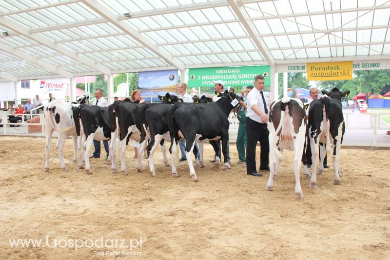 Wystawa bydła Sielinko 2011
