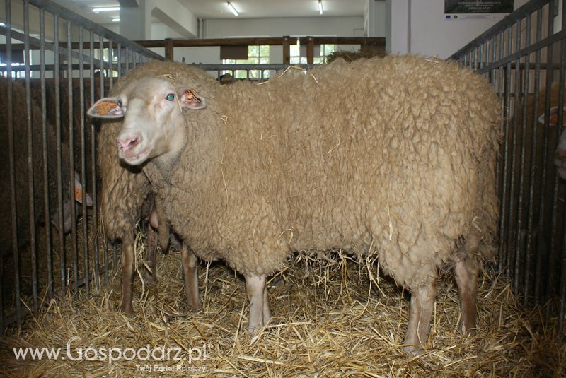Owce i kozy na XXV Krajowej Wystawie Zwierząt Hodowlanych