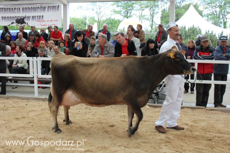 VII Ogólnopolska Wystawa Bydła Hodowlanego - Sielinko 2012