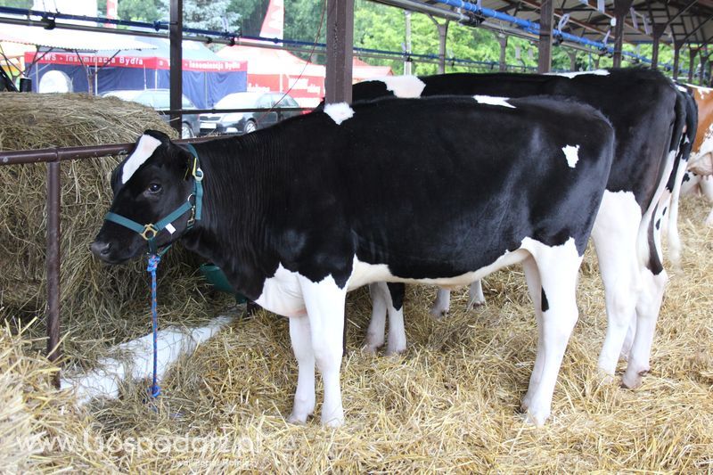 XVIII Regionalna Wystawa Zwierząt Hodowlanych w Szepietowie - przygotowania