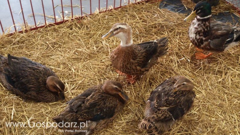 KWZH 2015. Bliskie spotkania ze zwierzętami hodowlanymi