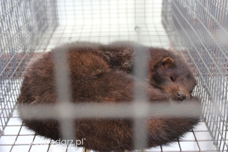 Konferencja Naukowo-Techniczna pt. Innowacyjność w produkcji zwierzęcej - oczekiwania czy konieczność dzień drugi