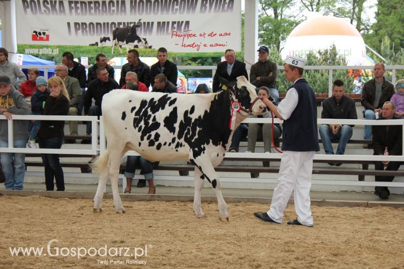 Prezentacja Championów na VII Ogólnopolskiej Wystawie Bydła Hodowlanego w Sielinku 2012